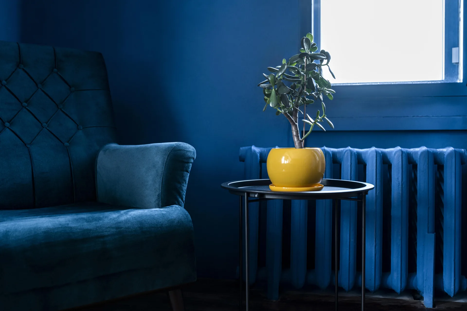 Salotto d'arredo con poltrona in velluto blu, parete blu e pianta: progetto Carpinelli Home di FV Digital Agency